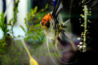 Tricolor koi tatlı su melek balığı - Pterophyllum scalare 