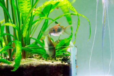 Bronz Corydoras tatlı su balığı - Corydoras aeneus