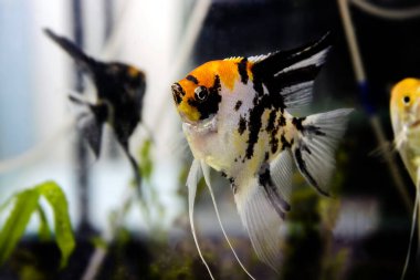 Koi üç renkli tatlı su melek balığı - Pterophyllum scalare 