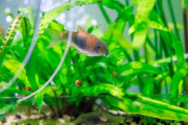 Bronz Corydoras tatlı su balığı - Corydoras aeneus