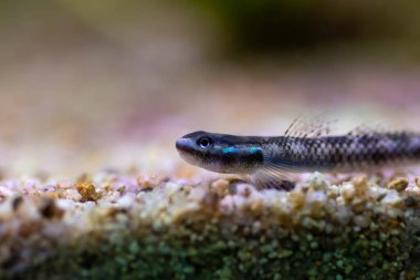 Elektrikli Mavi Cüce Goby - (Stiphodon atropurpureus)