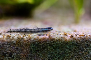 Elektrikli Mavi Cüce Goby - (Stiphodon atropurpureus)