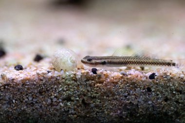 Elektrikli Mavi Cüce Goby - (Stiphodon atropurpureus)