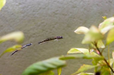 Elektrikli Mavi Cüce Goby - (Stiphodon atropurpureus)