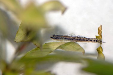 Elektrikli Mavi Cüce Goby - (Stiphodon atropurpureus)