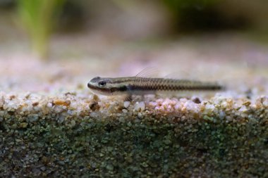 Elektrikli Mavi Cüce Goby - (Stiphodon atropurpureus)