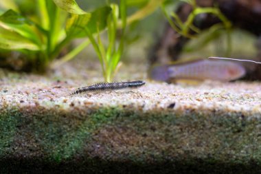 Elektrikli Mavi Cüce Goby - (Stiphodon atropurpureus)