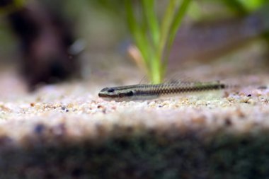 Elektrikli Mavi Cüce Goby - (Stiphodon atropurpureus)