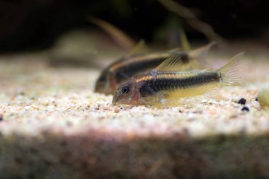 Tropikal akvaryum tankında altın lazer corydoras tatlı su balığı
