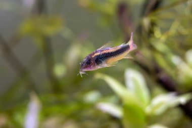 Tropikal akvaryum tankında altın lazer corydoras tatlı su balığı