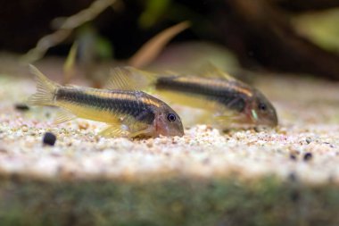 Tropikal akvaryum tankında altın lazer corydoras tatlı su balığı