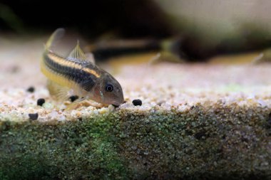 Tropikal akvaryum tankında altın lazer corydoras tatlı su balığı