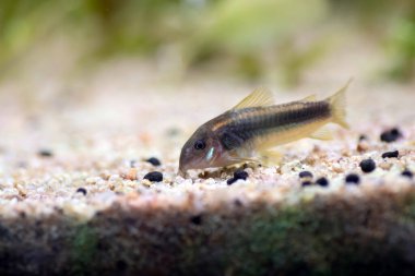 Tropikal akvaryum tankında altın lazer corydoras tatlı su balığı