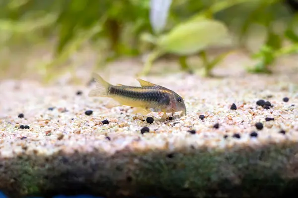 stock image Gold Laser corydoras freshwater fish in tropical aquarium tank