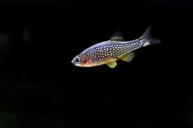 Galaxy rasbora freshwater fish - Danio margaritatus