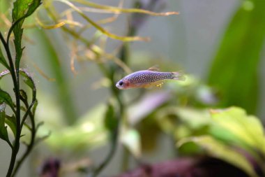 Galaksi rasbora tatlı su balığı - Danio margaritatus