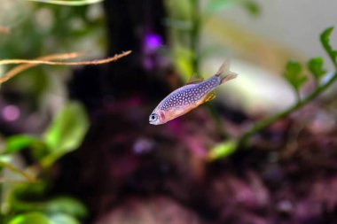 Galaksi rasbora tatlı su balığı - Danio margaritatus