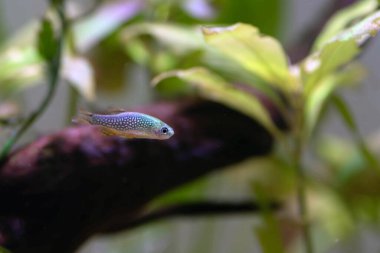 Galaksi rasbora tatlı su balığı - Danio margaritatus