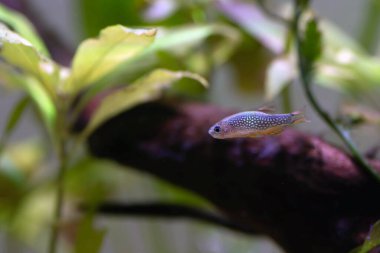 Galaksi rasbora tatlı su balığı - Danio margaritatus