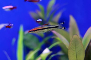 The Denison barb freshwater fish -  (Dawkinsia denisonii)  clipart