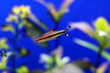 The Denison barb freshwater fish -  (Dawkinsia denisonii)  clipart