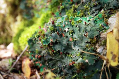 Peltigera sp. foliose lichens close up shot into the woods in early Autumn clipart