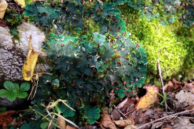 Peltigera sp. Yaprak zambakları, sonbaharın başlarında ormana yakın çekim yaparlar.