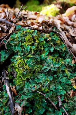 Peltigera sp. foliose lichens close up shot into the woods in early Autumn clipart