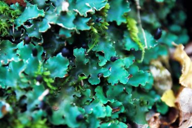 Peltigera sp. Yaprak zambakları, sonbaharın başlarında ormana yakın çekim yaparlar.