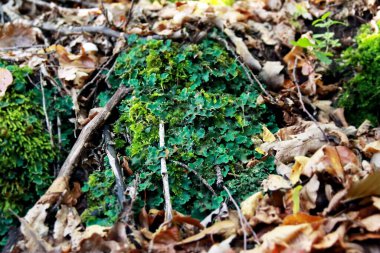 Peltigera sp. Yaprak zambakları, sonbaharın başlarında ormana yakın çekim yaparlar.