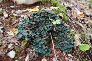 Peltigera sp. foliose lichens close up shot into the woods in early Autumn clipart