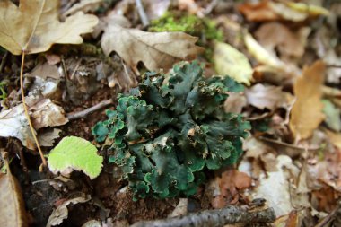 Peltigera sp. foliose lichens close up shot into the woods in early Autumn clipart