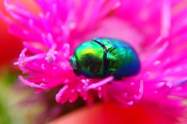 Avrupa gül aşındırıcı böceği - Cetonia aurata 