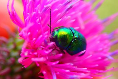 European rose chafer bug - Cetonia aurata  clipart