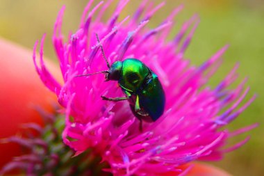 European rose chafer bug - Cetonia aurata  clipart