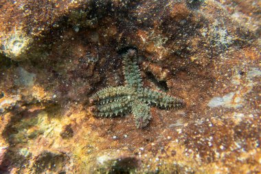 Spiny starfish - (Marthasterias glacialis) clipart