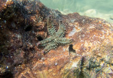 Dikenli denizyıldızı - (Marthasterias buzulu)