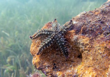 Spiny starfish - (Marthasterias glacialis) clipart