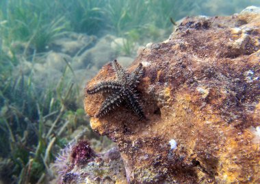 Dikenli denizyıldızı - (Marthasterias buzulu)