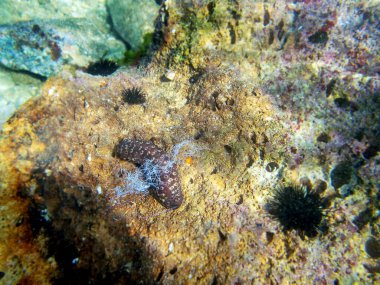 Pamuk fırıldak deniz hıyarı - Holothuria sanctori