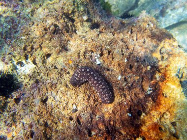 Pamuk fırıldak deniz hıyarı - Holothuria sanctori