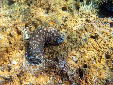 Cotton-spinner sea cucumber - Holothuria sanctori clipart