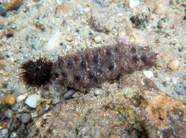 Cotton-spinner sea cucumber - Holothuria sanctori clipart