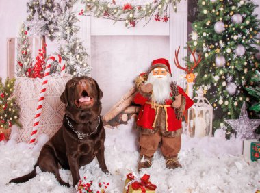 Profesyonel stüdyoda çikolatalı Labrador köpeği üzerine Noel fotoğrafı.