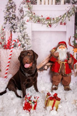 Profesyonel stüdyoda çikolatalı Labrador köpeği üzerine Noel fotoğrafı.