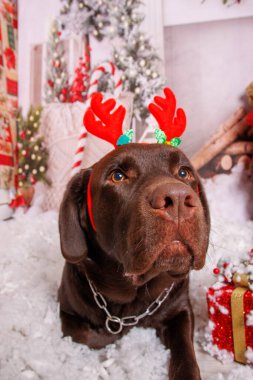 Profesyonel stüdyoda çikolatalı Labrador köpeği üzerine Noel fotoğrafı.