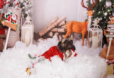 Fransız Bulldog Noel profesyonel fotoğraf seansında 