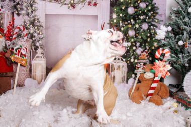 İngilizce Bulldog Noel profesyonel fotoğraf oturumunda 