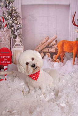 Christmas photo session on Bichon frise toy dog in professional studio clipart