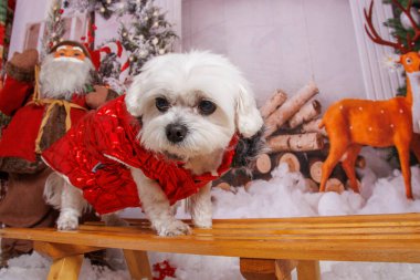 Profesyonel stüdyoda Maltalı köpeğin Noel fotoğrafı.